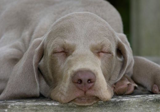 Отдам щенка в хорошие руки !Веймарская легавая, под договор на щенка!