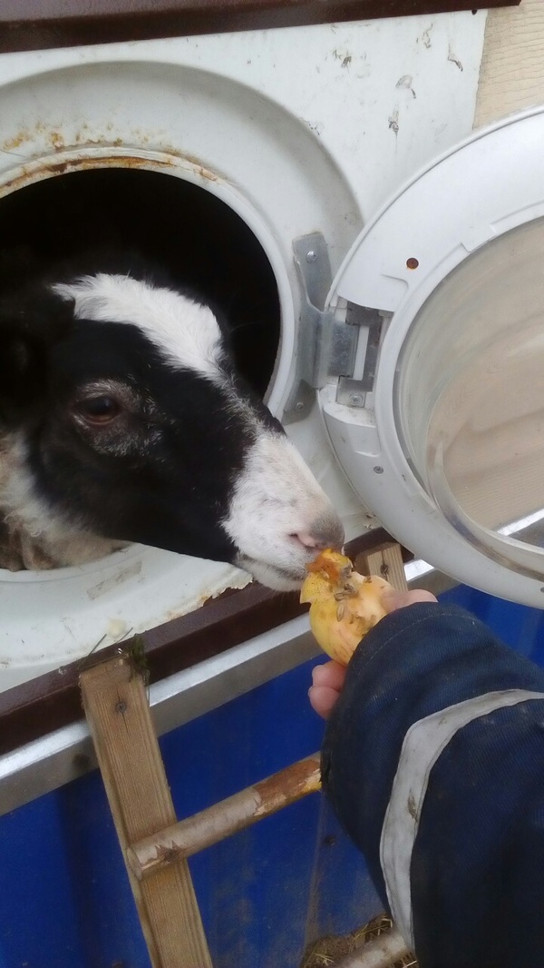 Овца в стиралке