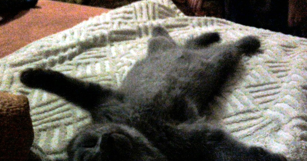 Снова котик) | Пикабу