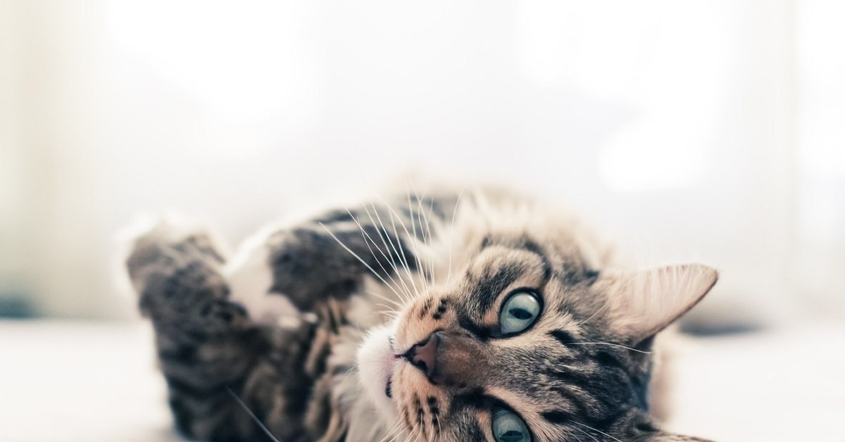 Обои с котами