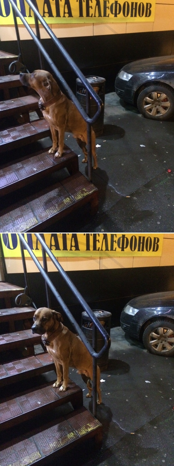 ����������� � ��������.