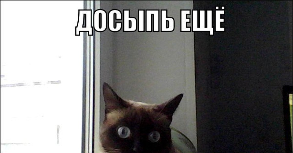 Штефанов котик