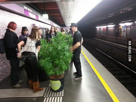 Существует день в Австрии, когда люди ходят на прогулку и разговаривают со своим растением.