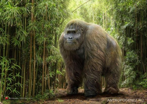  , Gigantopithecus, , , ,  