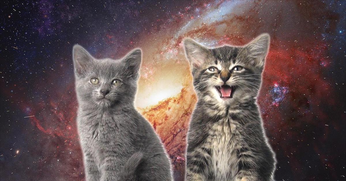 Космо котики или два. Энджойкин коты. Enjoyker - Space Cats — Magic Fly. Magic Fly исполнитель Space Cats. Meow Magic.