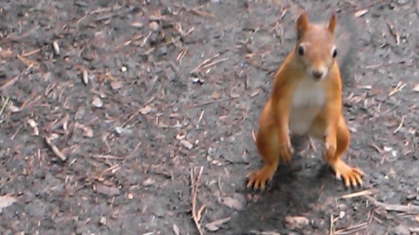 ��� ���� �������� ������