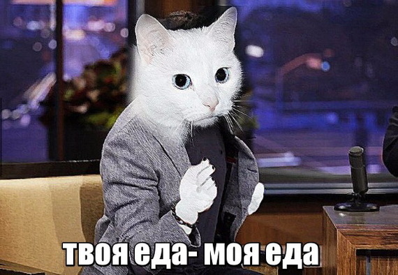 Котаны | Пикабу