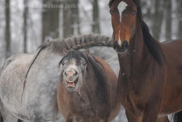 What do you need? - Horses, Muzzle