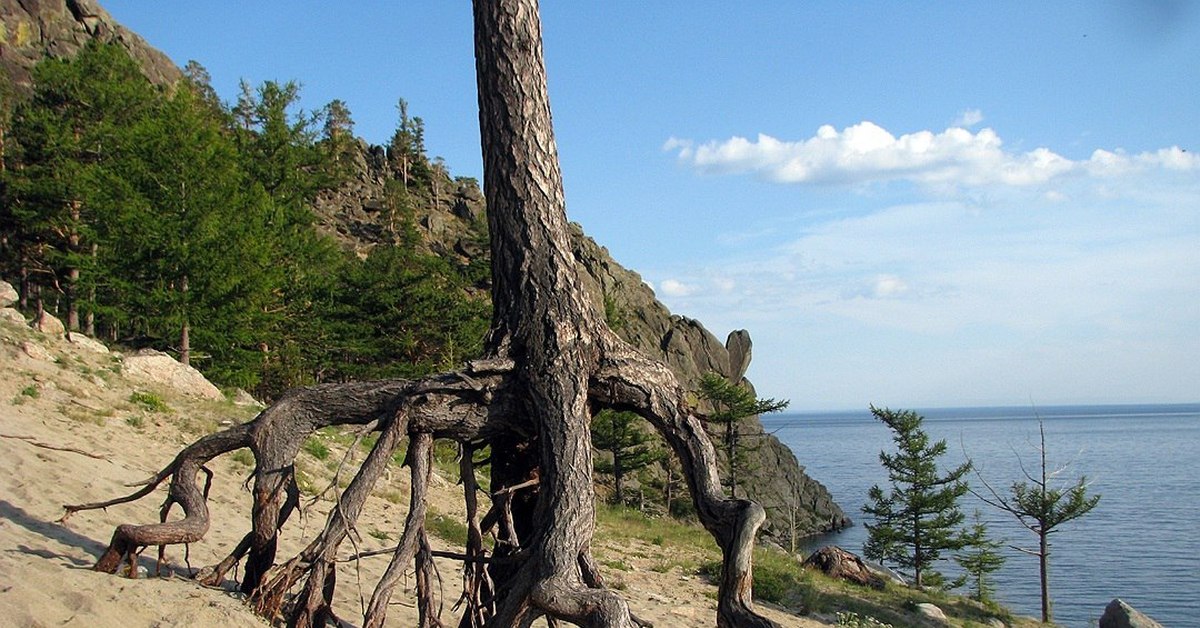 Ходульные деревья на байкале фото