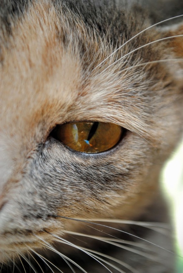 ��� �������)