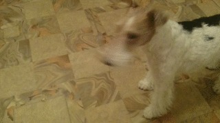 Собака съела хурму :)