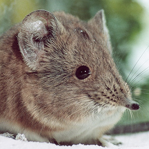 Короткоухий прыгунчик