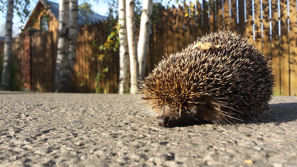 ������� ����