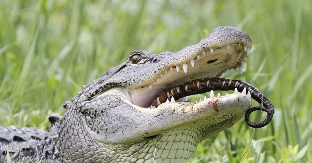 Крокодил картинка. Аллигатор рептилия. Крокодил и Аллигатор. Пресмыкающиеся Аллигатор. Фото аллигатора и крокодила.