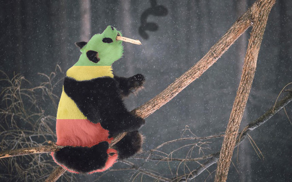 I'm a Rastafarian Pandaryan , ,  