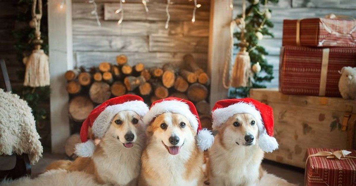 Включи собачий новый. Новогодние собачки. Рождественские щенки. Собака новый год. Корги новый год.