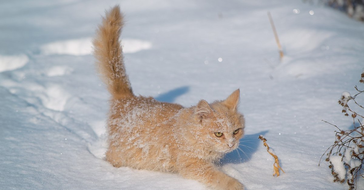 Зима сказала. Красавец кот декабрь фото.