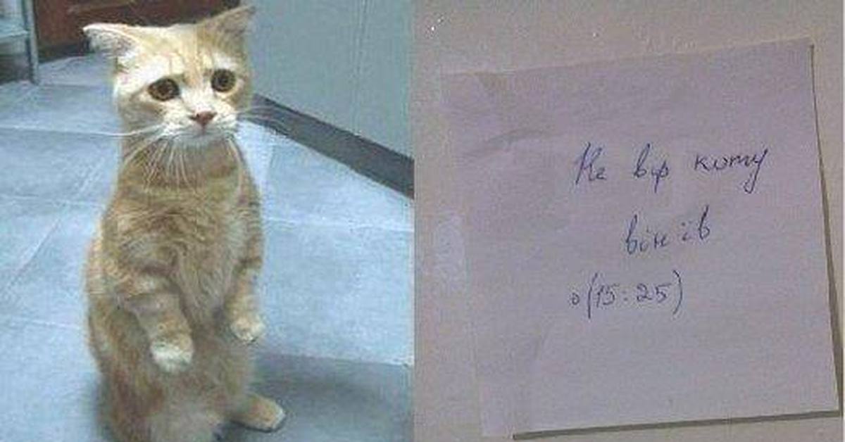 Не Верь Коту Он Ел Фото