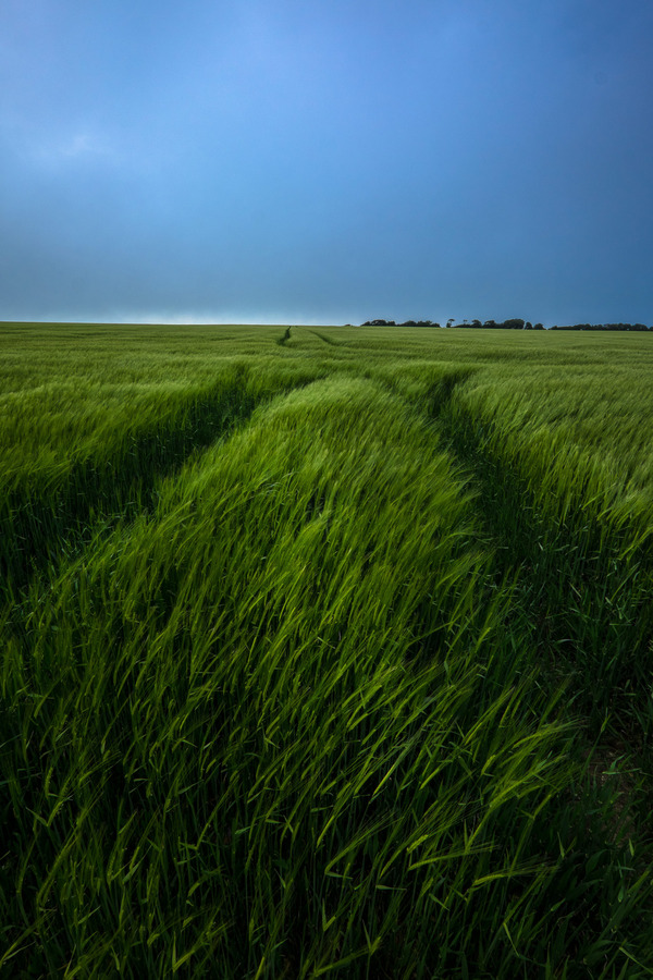 Fields of Dover, England.