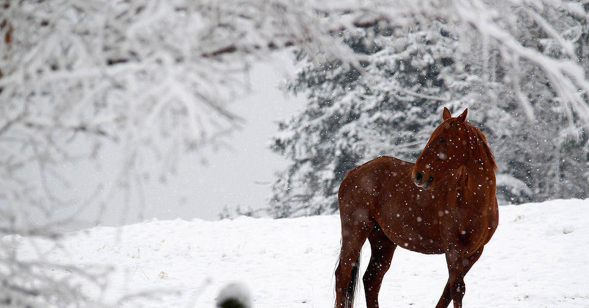 На коне в снегу. Лошади зимой. Лошади в снегу. Снежный конь. Лошадь в сугробе.