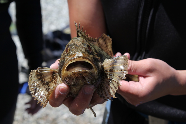 Скорпена. Морской ёрш.