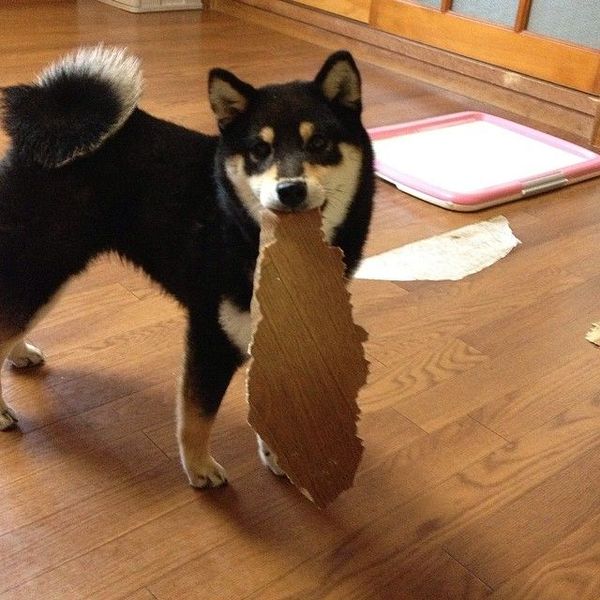 Good boy. , 