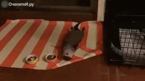    ...   !