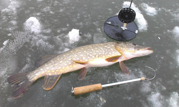 ������ ������� 2015. ��������