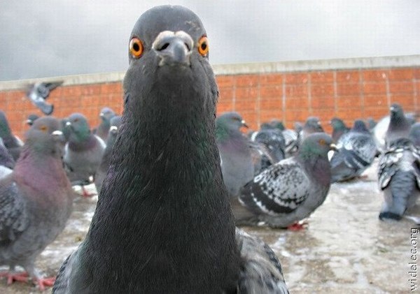     (I wanna to feed pegeons) , ,  2, , Kickstarter,    , 