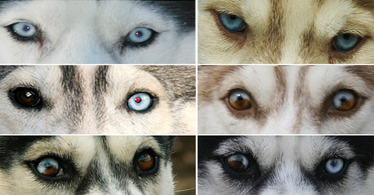 Глаза голубой собаки читать. Хаски гетерохромия. Гетерохромия у собак хаски. Хаски разноглазые. Цвет глаз Арлекин у хаски.