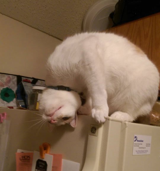 Cat .exe file system error...