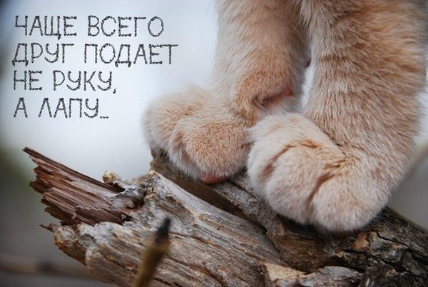 ��������� ����