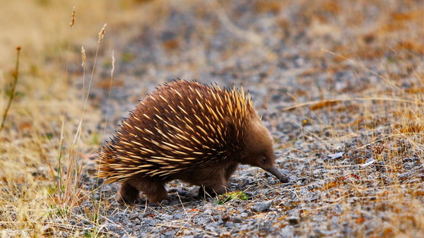 ������ ������ �� ��������