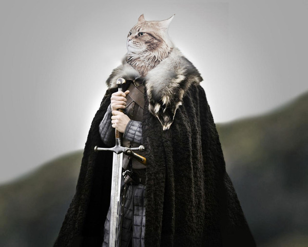 Кот уже не скрывает, кто здесь король