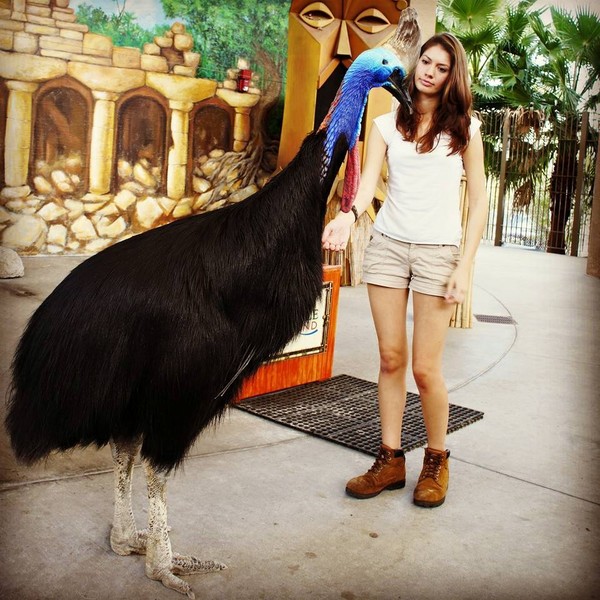 Казуар во весь рост! Невероятно красивая птица