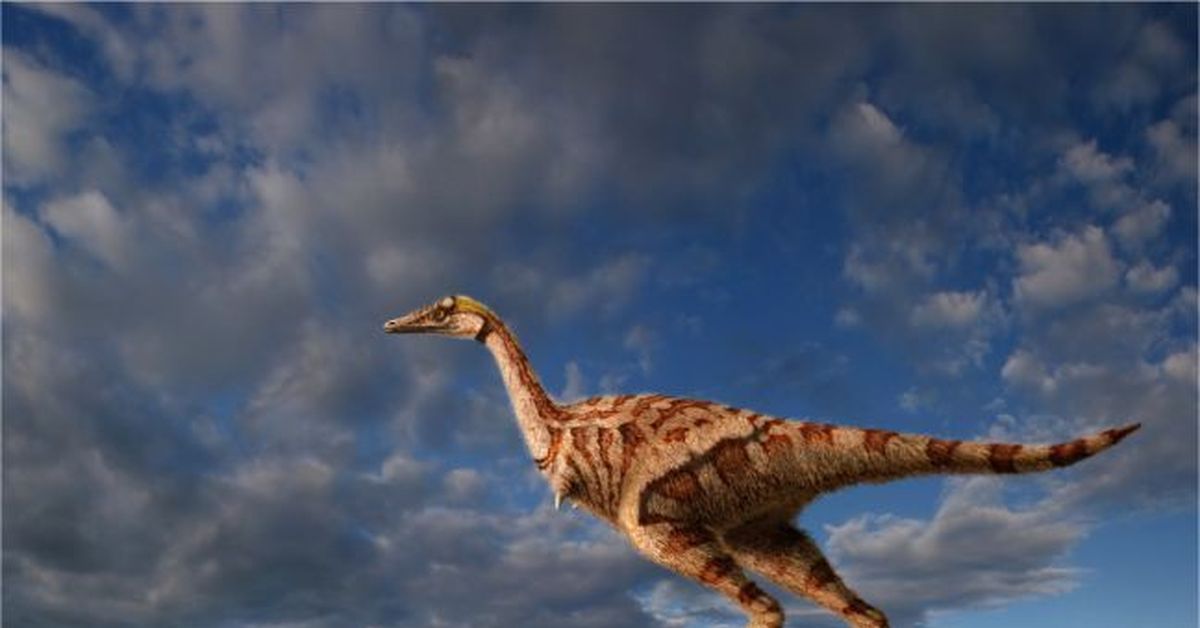 Linhenykus Пикабу