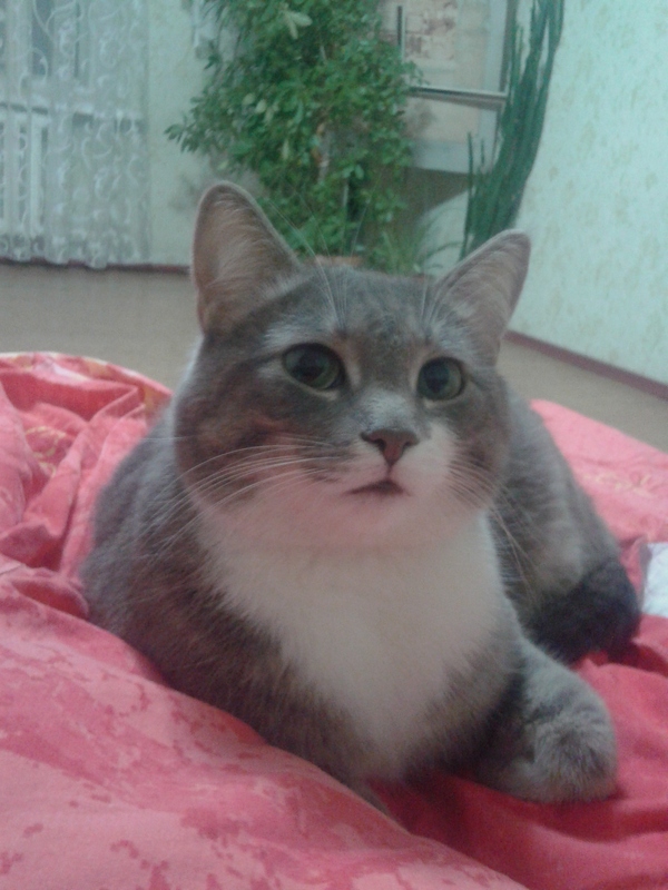 Украли кота)