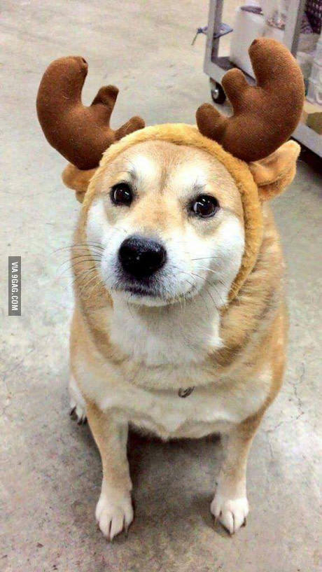 Such Christmas, many decoration, wow 9GAG, , 