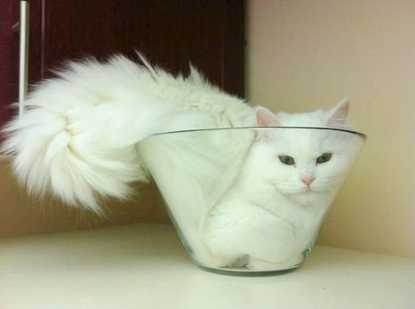 Scientist wins Ig Nobel Prize for proving cats are liquid - Shnobel Prize, cat, The science, news