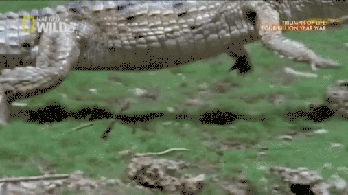 Австралийский узкорылый крокодил (Crocodylus johnstoni) галопирует Крокодил, Австралия, Бег, Галоп, Гифка