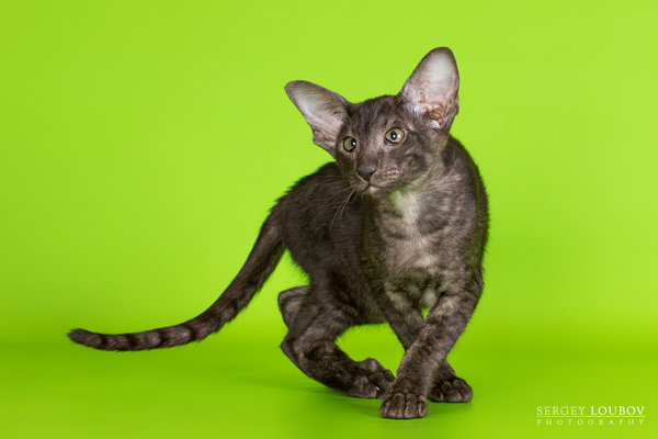 ����� ��� �������, � ���������.