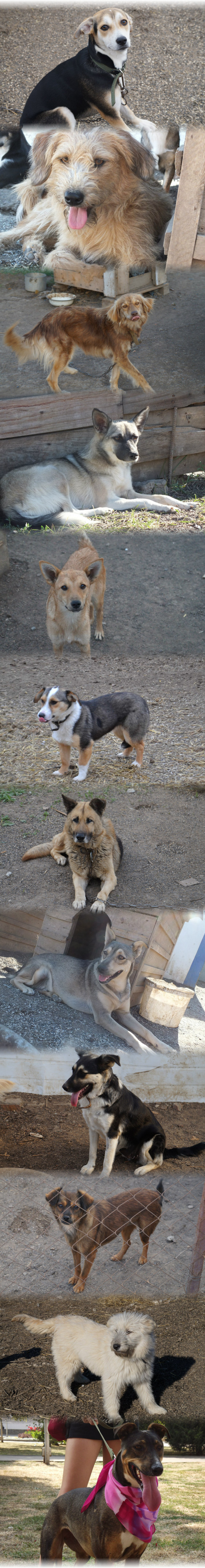 Dogs in good hands) Azov - My, Animal shelter, Dog, In good hands, Good league, Longpost, Rostov region, Azov