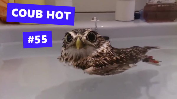 Coub hot 55 Coub, , 