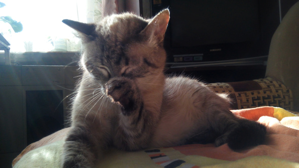 Без смеха не взглянешь | Пикабу