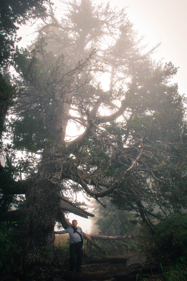 Пихта из русских сказок