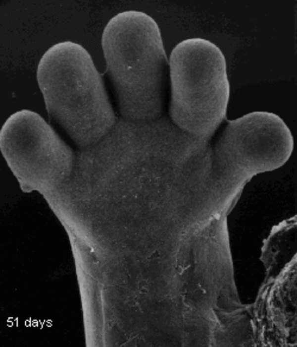 Ручка зародыша (51 день)