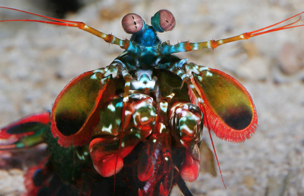    ? ...  ,    . , , , , Mantis shrimp