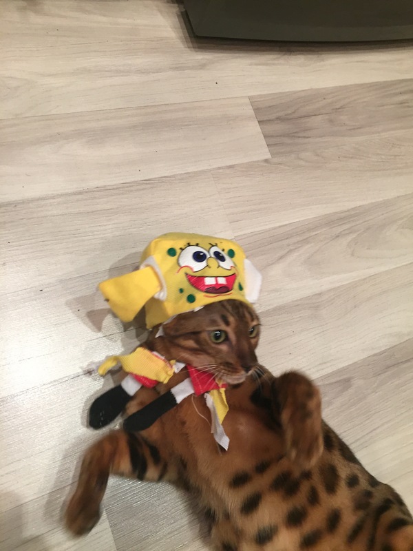   ?!  , , , 