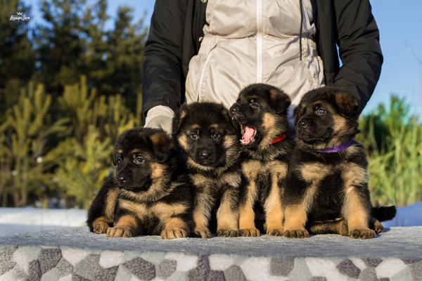 Koloboks - German Shepherd, My, Puppies, Dog