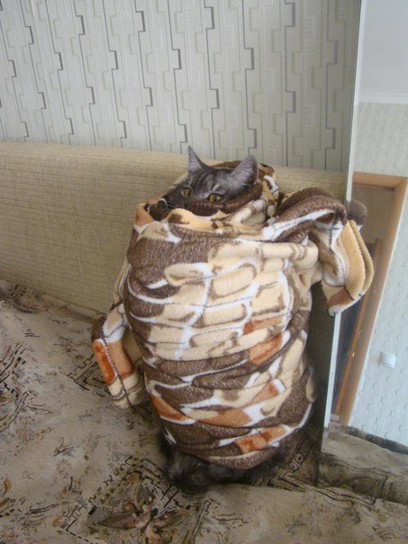 Обезвреженный кот